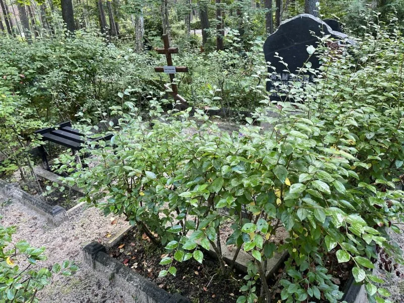 Regularly kept grave before and after cleaning — Before