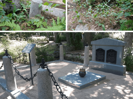 landscaping and renovation of graves