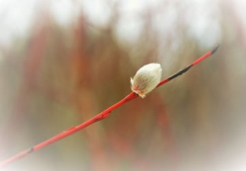 Jaunkalsnavas Romas katoļu draudze