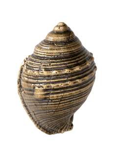 Seashell T29 104