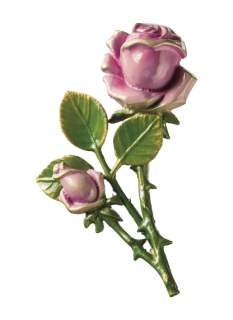 Rozes