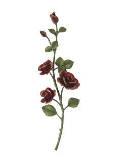 Rozes