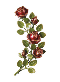 Rozes